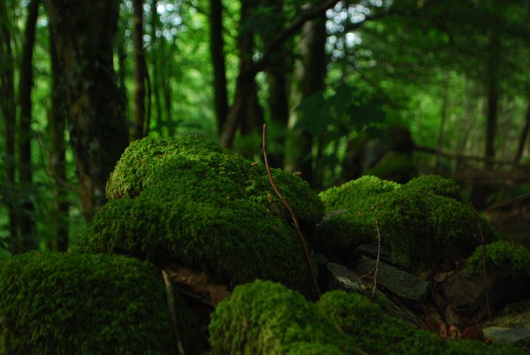 warm, woody, mossy forest