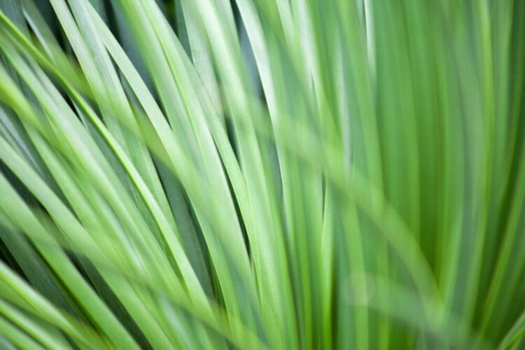 best green fragrances
