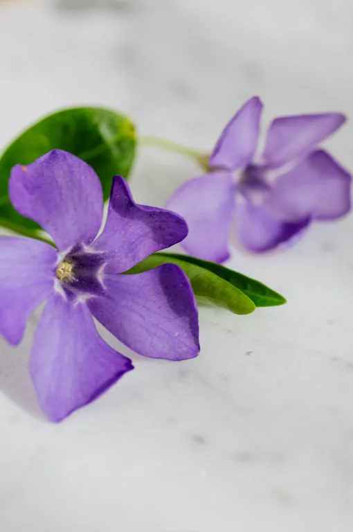 fahrenheit violet