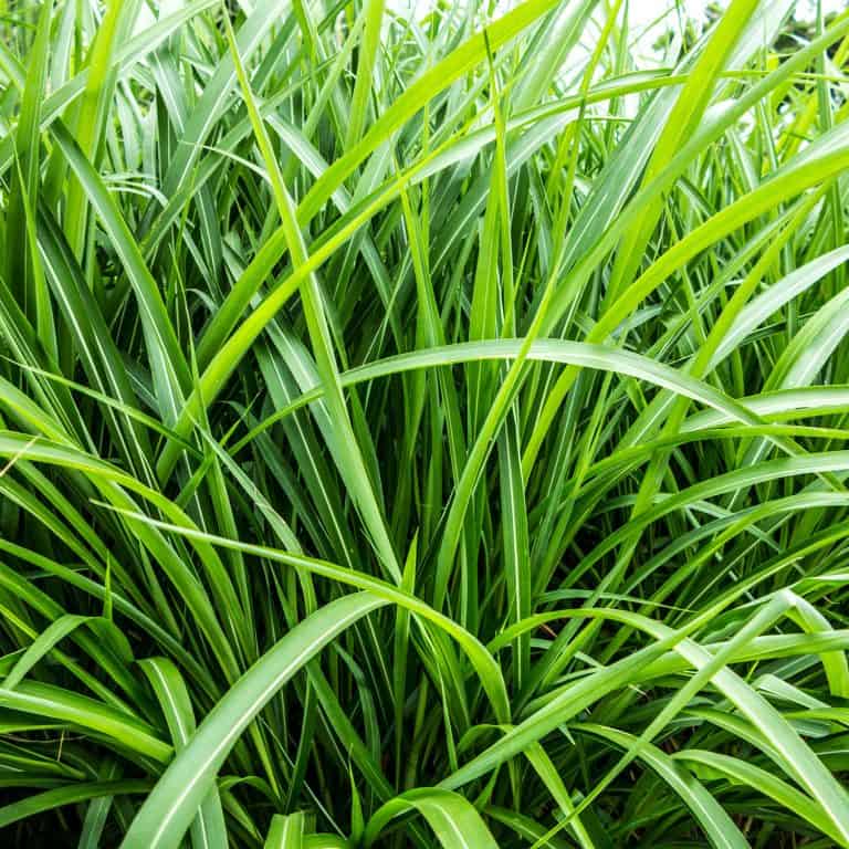 What Does Vetiver Smell Like? The Ultimate Guide Dapper Confidential