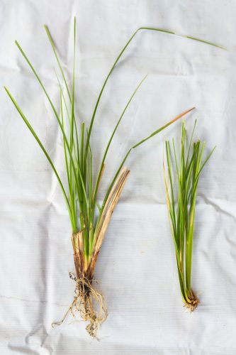 Two clumps of green grass-like plants with roots visible, placed side by side on a white fabric background. The clump on the left is larger with more roots; the clump on the right is smaller and more compact.
