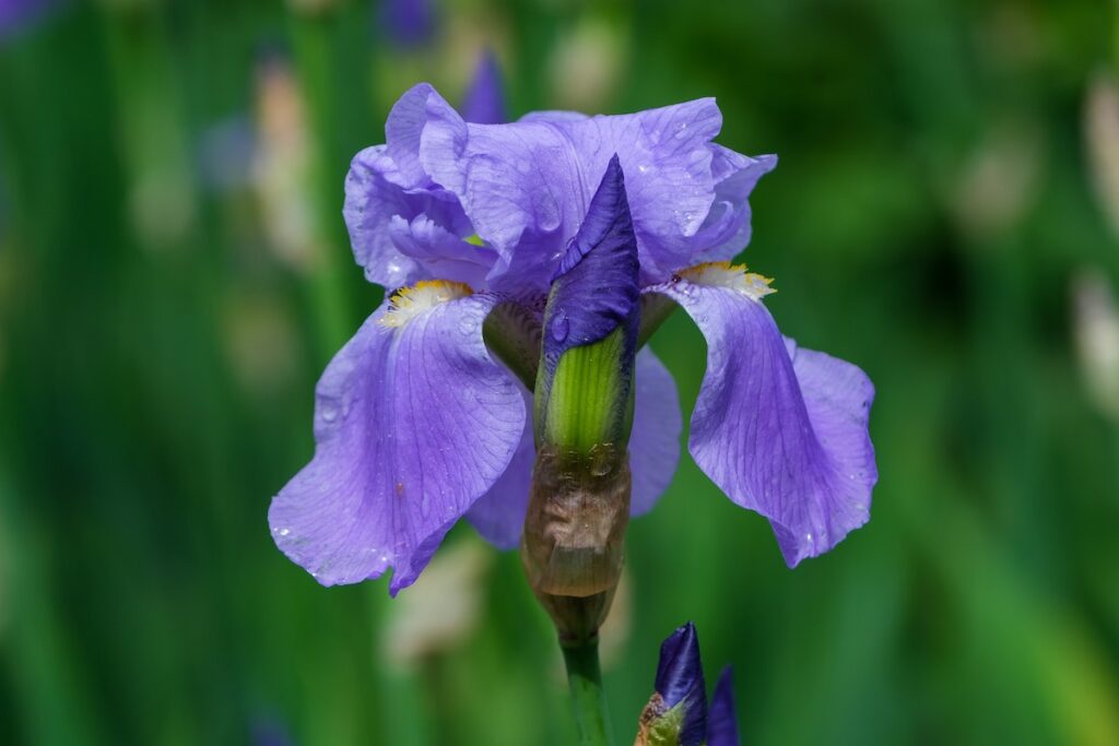 15 Best Iris Fragrances For Men Powdery, Woody & Elegant Dapper